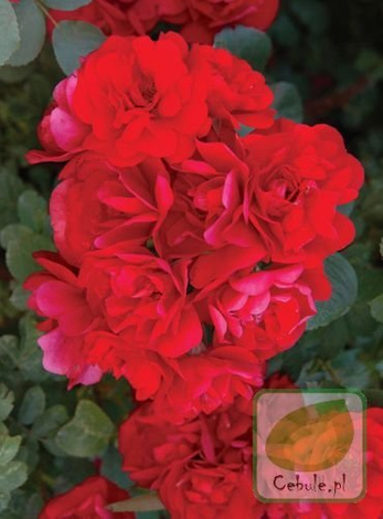 Róża (Rosa) Gefylt