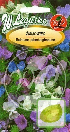 Nasiona Żmijowiec Wspaniały - Echium Candicans