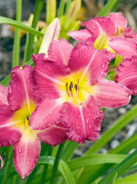 Liliowiec (Hemerocallis) 'Romantic Rose'