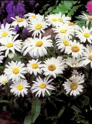 Złocień (Leucanthemum) Alasca