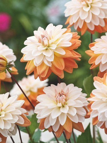 Dalia (Dahlia) 'Coup De Soleil'