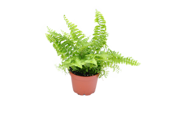 Paproć domowa (Nephrolepis exaltata Schott)