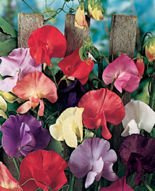 Nasiona Groszek Pachnący Mix - Lathyrus Odoratus