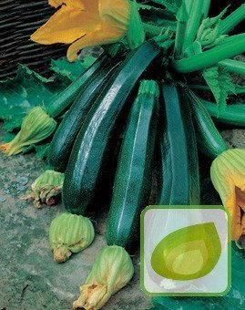 Nasiona Cukinia Soraya Zielona
