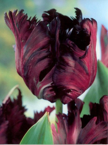 Tulipan Papuzi Tani (Tulipa) 'Black Parrot' 5 szt.