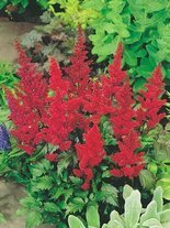 Tawułka (Astilbe arendsii) 'Fanal' 1 szt.