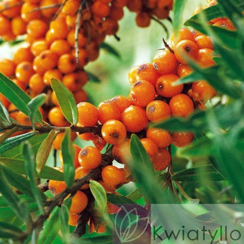 Rokitnik zwyczajny (Hippophae rhamnoides) MĘSKI - Owocujące Sadzonki