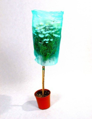 Margerytka Drzewko w Doniczce 80 - 90 cm wysokości HIT