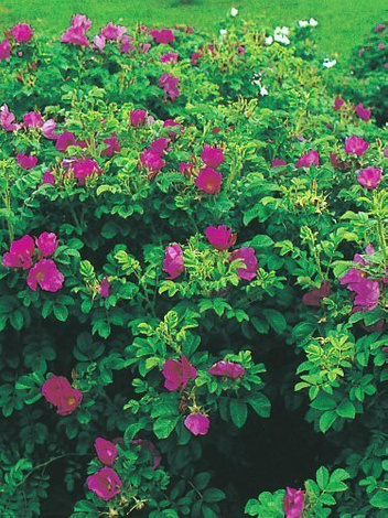 Róża Pomarszczona (Rosa rugosa) - Krzew Ozdobny