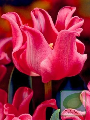 Tulipan Picture