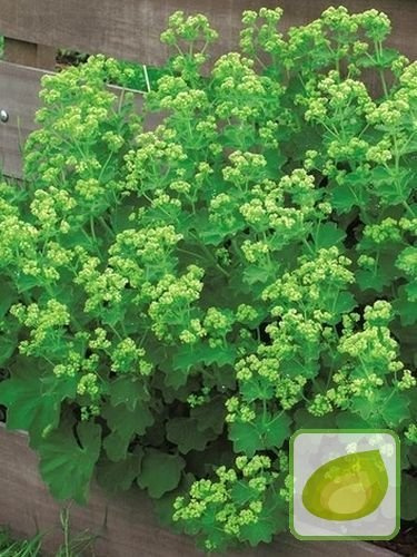 Przywrotnik (Alchemilla) Robustica