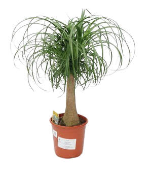 Nolina wygięta / Beukarnea wygięta (Beaucarnea recurvata syn. Nolina recurvata)