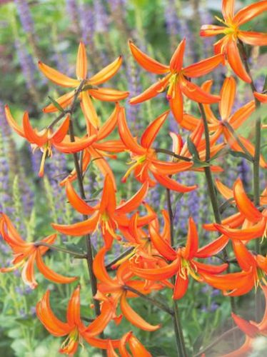 Lilia (Lilium) Orange Marmalade