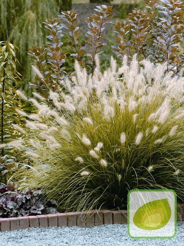 Trawa ozdobna/Rozplenica (Pennisetum Hameln)