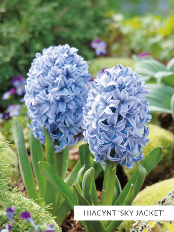 Zestaw PROMOCYJNY Hiacynty 30 szt.