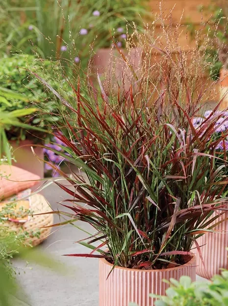 Proso rózgowate (Panicum) 'Hot Rod' 1 szt.