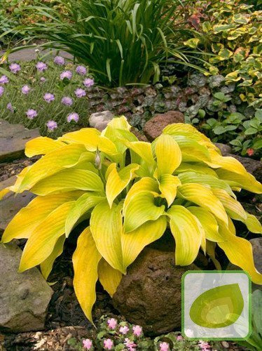 Funkia (Hosta) Lakeside Cha Cha