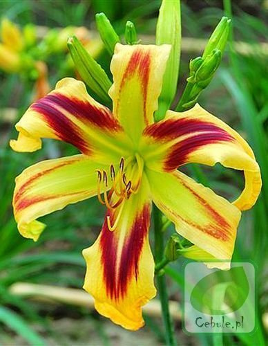 Liliowiec (Hemerocallis) Free Wheelin