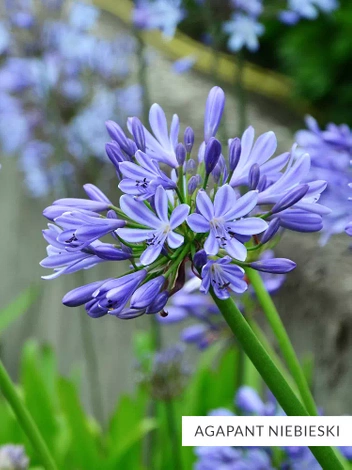 Zestaw Kolekcja Niebieska 10 szt.