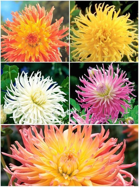 Zestaw Dalie Strzępiaste