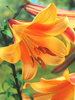 Lilia (Lilium) 'African Queen' 1 szt.