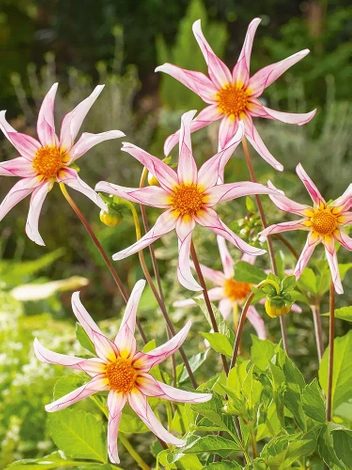 Dalia (Dahlia) ' Honka Fragile '