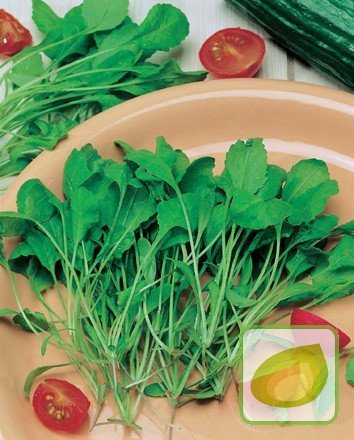 Nasiona Rukola Selvatica Siewn