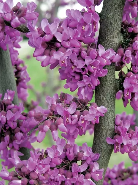 Judaszowiec kanadyjski