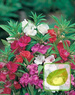 Nasiona Niecierpek Mieszanka Kolorów - Impatiens