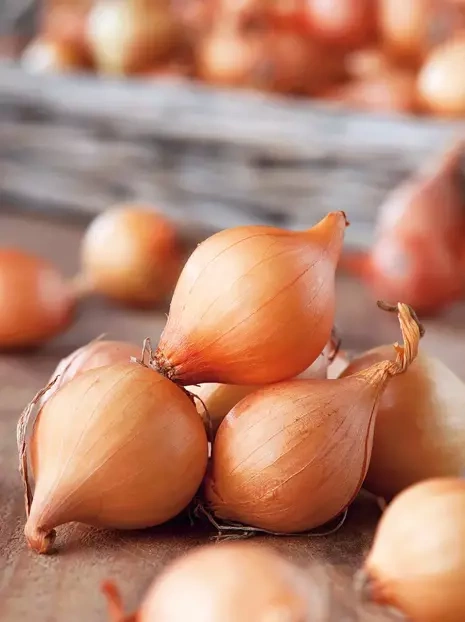 Cebula Dymka Żółta Stuttgarter Riesen 250 g