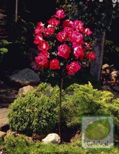 Róża Drzewko w Doniczce 2 szt.