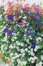 Nasiona Kwiaty Balkonowe Mix.