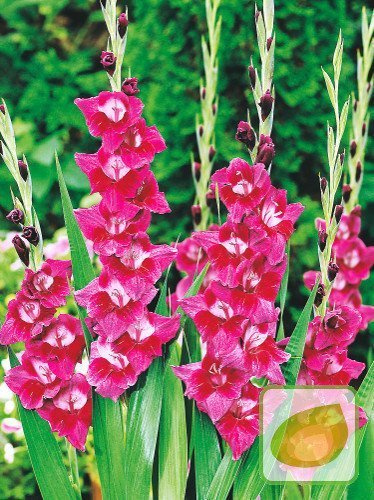 Mieczyk (Gladiolus) Velvet Eyes