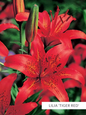 Zestaw Lilie Tygrysie