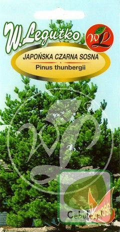 Nasiona Japońska Czarna Sosna