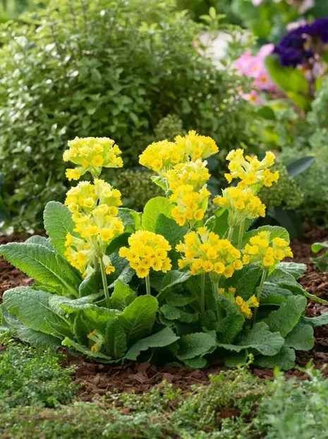 Pierwiosnek (Primula) 'Veris' 1 szt.