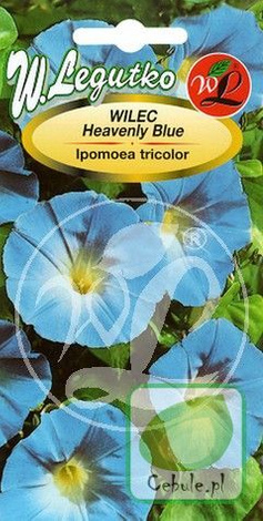 Nasiona Wilec Trójbawrny Heavenly Blue Niebieski - Ipomoea