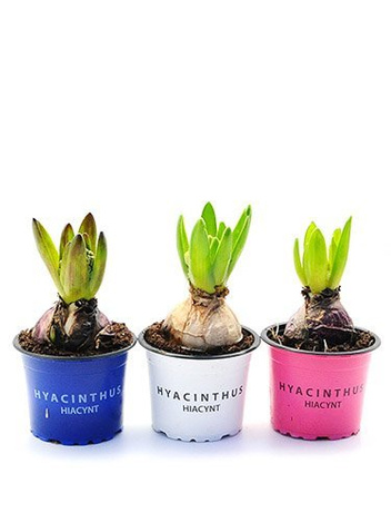 Hiacynt czerwony w doniczce śr. 9 cm