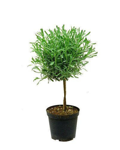 Lawenda Ozdobna Drzewko w Doniczce 40 - 50 cm wysokości