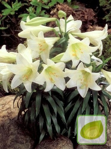 Lilia (Lilium) White American