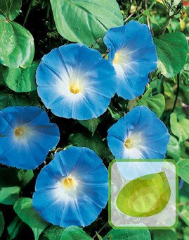 Nasiona Wilec Trójbawrny Heavenly Blue Niebieski - Ipomoea