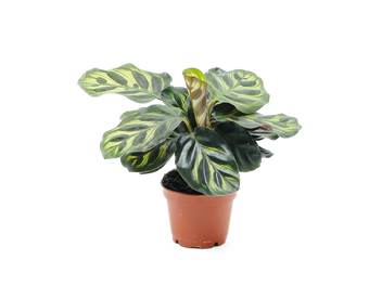 Kalatea Makoya (Calathea Makoyana)