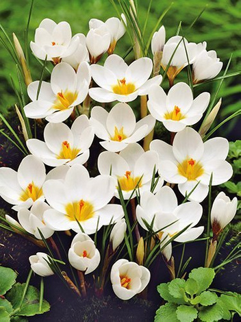 Krokus biały w doniczce śr. 10,5 cm