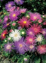Nasiona Aster Chiński Igiełkowy Mix Kolorów