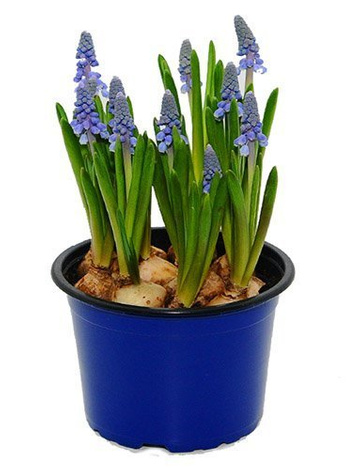 Zestaw Wiosennych Kwiatów Doniczkowych