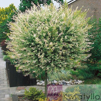 Wierzba Pienna 'Hakuro Nishiki' - Drzewko