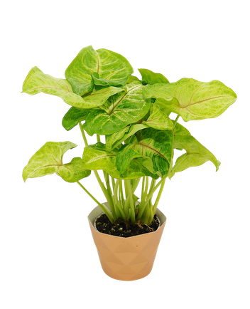 Zroślicha/Syngonium Golden Allusion (Syngonium podophyllum)