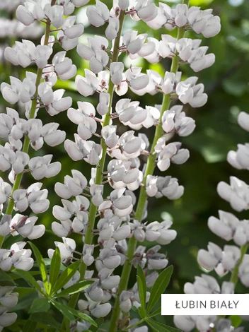 Zestaw Kolekcja Biała 10 szt.
