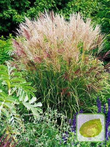Trawa Ozdobna (Miscanthus) Ferner Osten