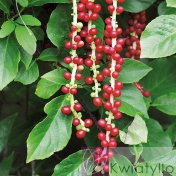 Cytryniec Chiński (Schisandra Chinensis)